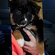 Dixie is registered to the contest to win money with this photo: puppy, dog, black_fur, brown_fur, white_patch, pet, cute, hand, holding, person, orange_clothing, indoor, phone_screen, camera_interface, photo_mode, close_up, animal, young_dog, fur, portrait