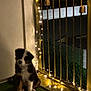 Atos a rejoint le concours — aidez-le/la à gagner de superbes lots ! puppy, dog, balcony, string_lights, night, golden_railing, green_carpet, pet, cute, fur, adorable, animal, domestic, young, sitting, soft_light, outdoor, decoration, cozy, warm