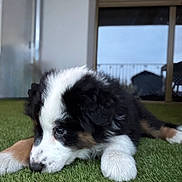 Atos a rejoint le concours — aidez-le/la à gagner de superbes lots ! puppy, dog, grass, indoor, black, white, brown, fur, cute, lying_down, paws, window, furniture, blurred_background, calm, young_dog, pet, animal, close_up, resting