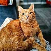 Ginge joined the competition — help win amazing prizes! cat, ginger_cat, feline, pet, animal, fur, whiskers, eyes, ears, tail, paws, relaxed, cozy, indoor, knitted_blanket, home, comfort, closeup, portrait, cute