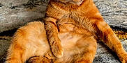 Ginge is registered to the contest to win money with this photo: cat, ginger_cat, pet, indoor, fur, relaxed, animal, mammal, whiskers, tail, sitting, carpet, cozy, orange, feline, cute, domestic_animal, closeup, resting, portrait