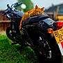 cat, orange_cat, motorcycle, black_motorcycle, grass, outdoor, animal, pet, vehicle, seat, relaxed, lying_down, nature, blurred_background, daylight, fence, license_plate, two_wheeler, parked, calm