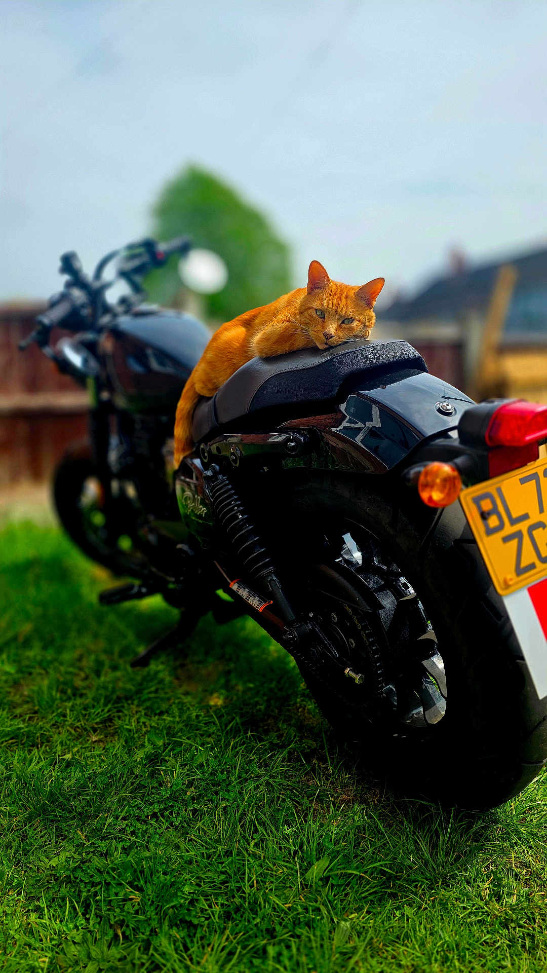 Ginge joined the competition — help win amazing prizes! cat, orange_cat, motorcycle, black_motorcycle, grass, outdoor, animal, pet, vehicle, seat, relaxed, lying_down, nature, blurred_background, daylight, fence, license_plate, two_wheeler, parked, calm