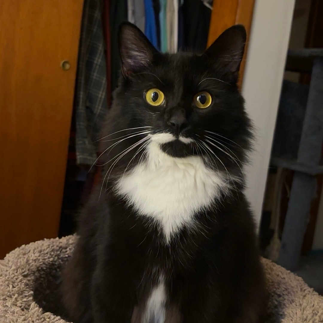 Boo joined the competition — help win amazing prizes! abyssinian, animal, blackcat, blanket, bookcase, cabinet, cat, closet, couch, cupboard, drawer, furniture, indoors, kitten, manx, pet, room, shelf, walk_incloset, wood