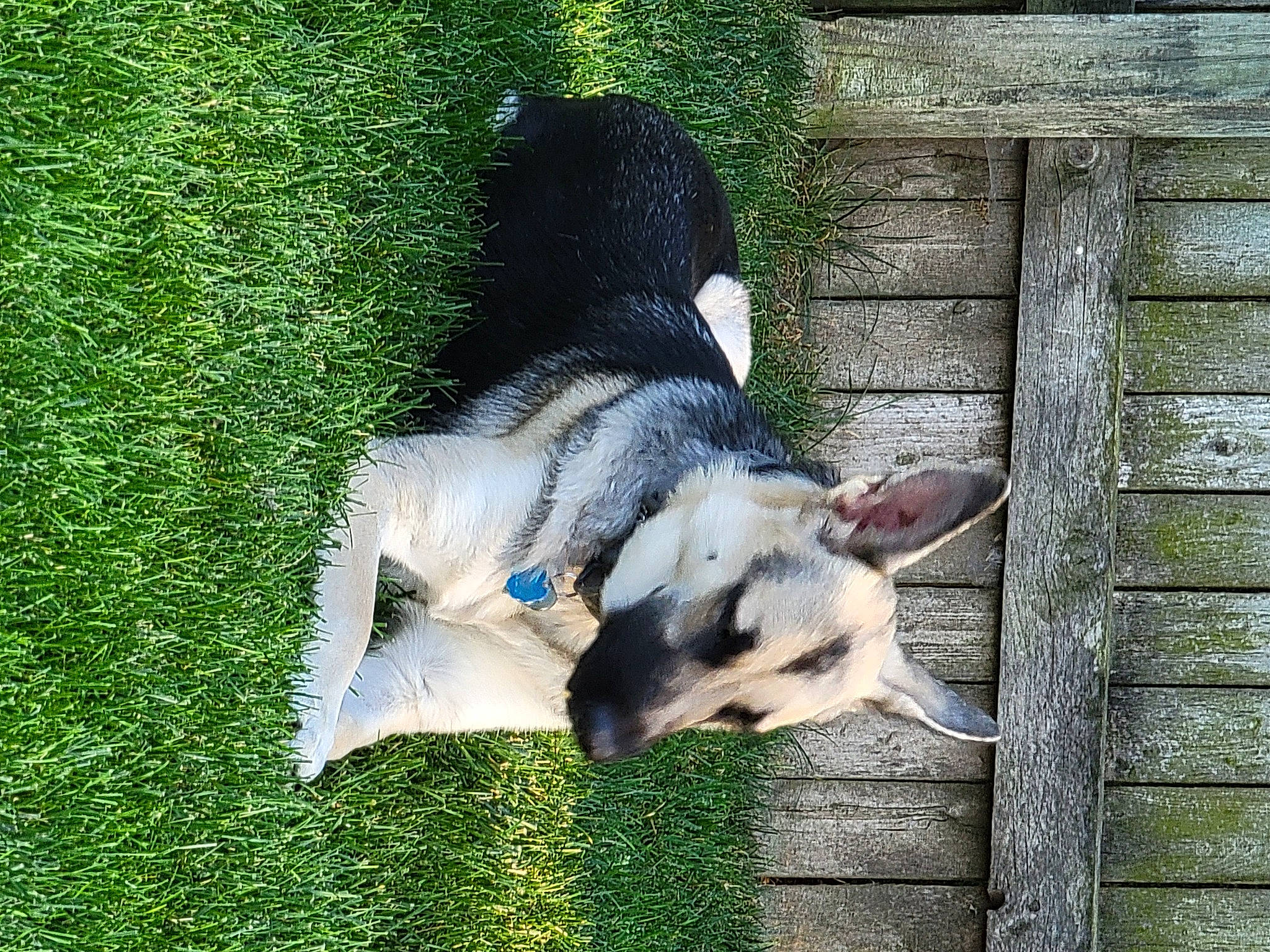 Mia joined the competition — help win amazing prizes! canidae, carnivore, companion_dog, dog, dog_breed, fawn, fur, goats, grass, green, livestock, pasture, plant, snout, sporting_group, tail, terrestrial_animal, wildlife, wing, working_animal