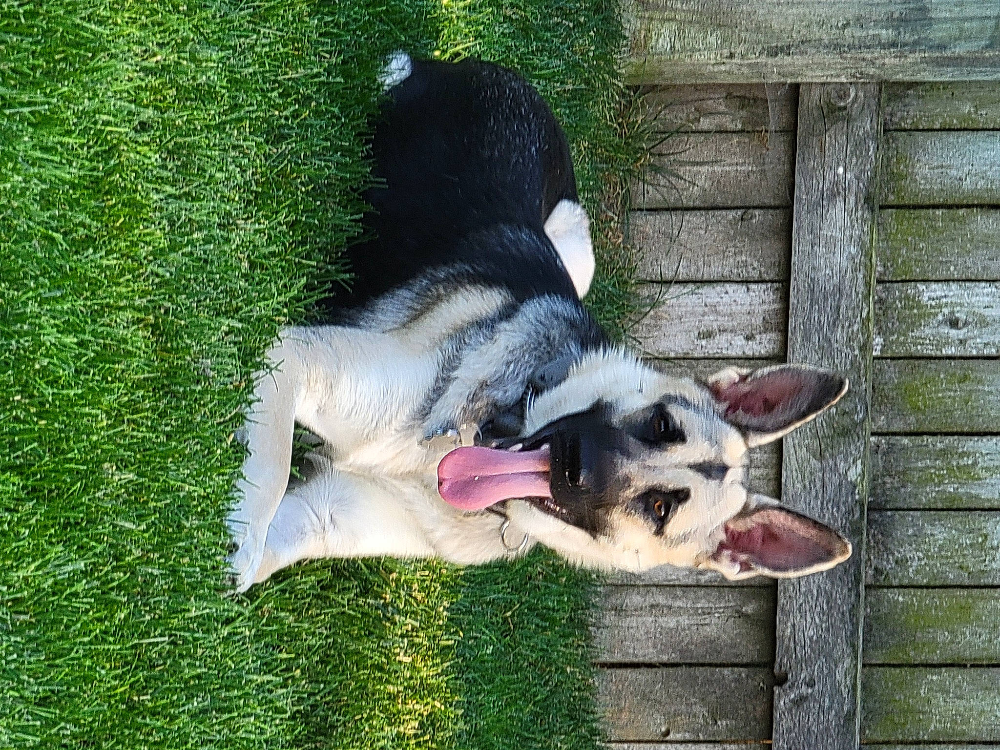 Mia joined the competition — help win amazing prizes! australian_cattle_dog, canidae, carnivore, companion_dog, dog, dog_breed, dog_supply, fur, grass, groundcover, herding_dog, non_sporting_group, plant, puppy, sporting_group, tail, terrier, working_animal, working_dog