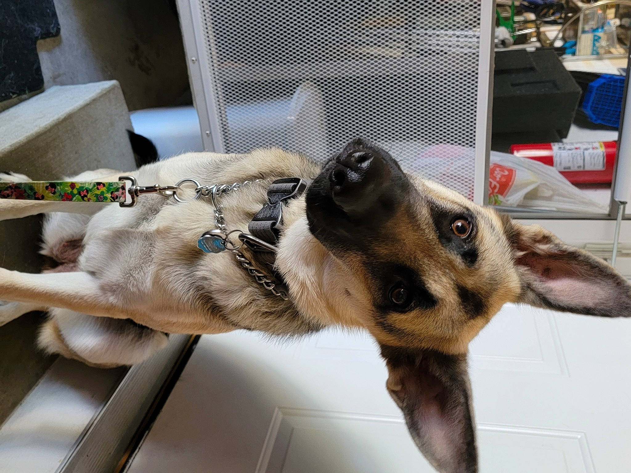 Mia is registered to the contest to win money with this photo: animal_shelter, canidae, carnivore, claw, collar, companion_dog, dog, dog_breed, dog_supply, fawn, fur, german_shepherd_dog, jaw, mammal, pet_supply, snout, sporting_group, whiskers, wing, working_animal