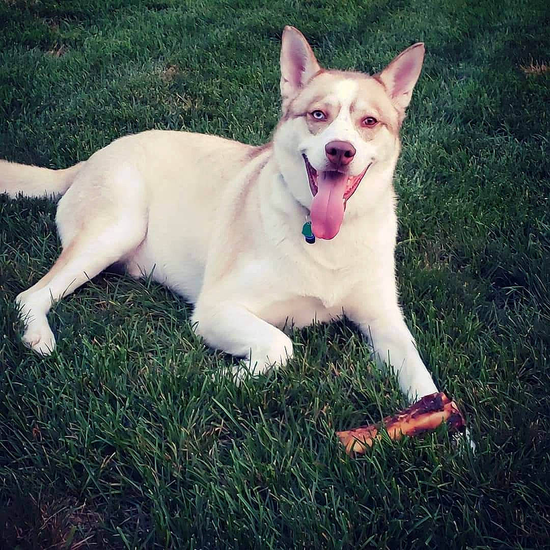 Braxton is registered to the contest to win money with this photo: carnivore, collar, companion_dog, dog, dog_breed, dog_collar, dog_supply, fang, fawn, foot, grass, happy, herding_dog, paw, plant, shout, snout, tail, whiskers, yawn