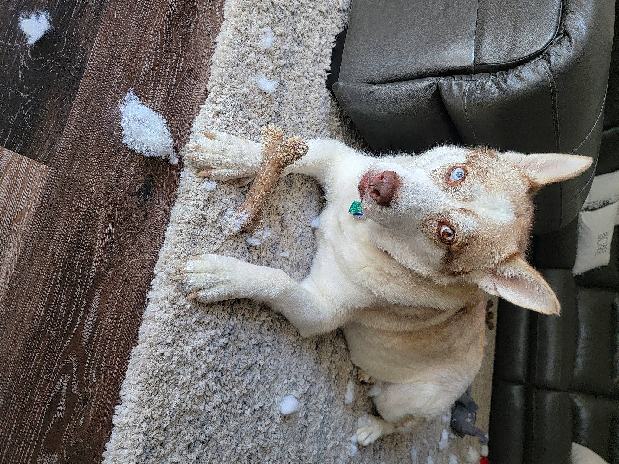 Braxton joined the competition — help win amazing prizes! canidae, carnivore, chair, companion_dog, dog, dog_breed, felidae, fur, non_sporting_group, paw, small_to_medium_sized_cats, tail, terrestrial_animal, whiskers, wood, working_animal