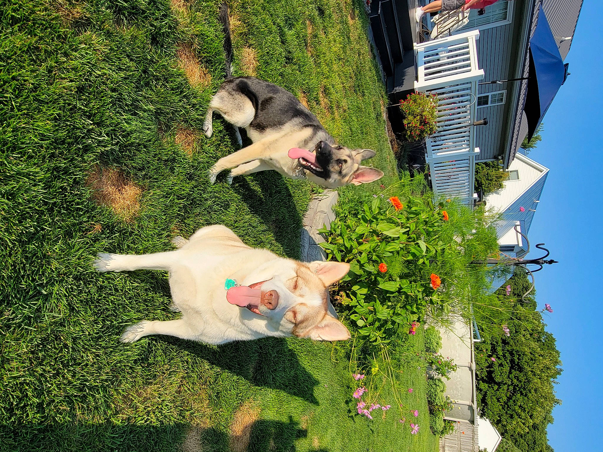 Braxton joined the competition — help win amazing prizes! building, canidae, carnivore, companion_dog, dog, dog_breed, fawn, flower, garden, grass, green, home, leisure, plant, shrub, sky, sporting_group, tail, tree, urban_design