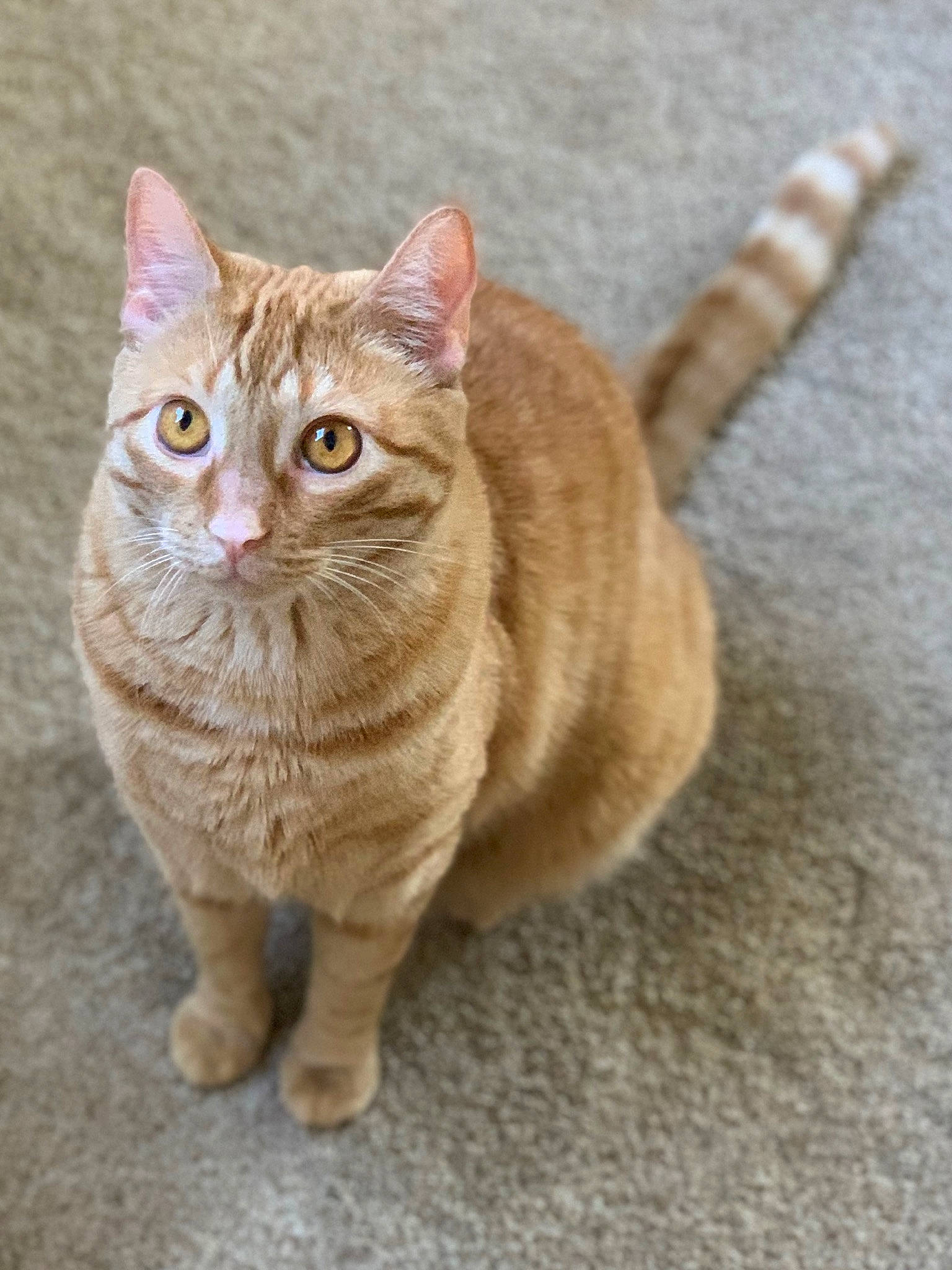 Drogo is registered to the contest to win money with this photo: art, carnivore, cat, claw, domestic_short_haired_cat, fawn, felidae, flooring, fur, paw, road_surface, sitting, small_to_medium_sized_cats, tail, terrestrial_animal, whiskers, wildlife, window, wood