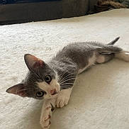 Pickles joined the competition — help win amazing prizes! kitten, cat, gray_cat, white_cat, pet, animal, indoor, lying_down, curious, young, feline, whiskers, ears, wide_eyes, soft_surface, cozy, living_room, couch, blanket, playful