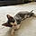 Pickles