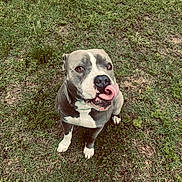Bruzer joined the competition — help win amazing prizes! dog, grass, outdoor, pet, animal, cute, tongue, licking, sitting, nature, canine, friendly, playful, fur, muzzle, ears, eyes, white_paws, nose, happy