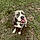 Bruzer