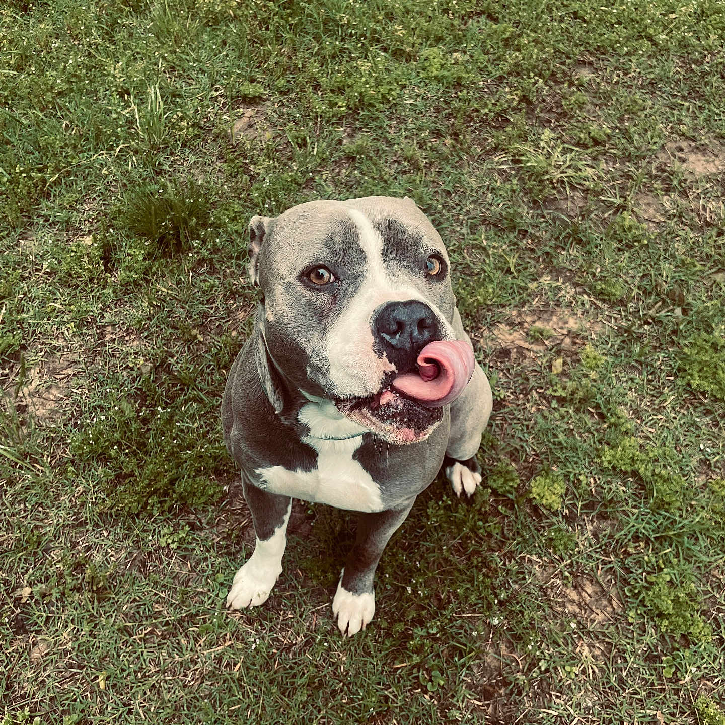 Bruzer joined the competition — help win amazing prizes! dog, grass, outdoor, pet, animal, cute, tongue, licking, sitting, nature, canine, friendly, playful, fur, muzzle, ears, eyes, white_paws, nose, happy
