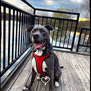 Mystro is registered to the contest to win money with this photo: animal, canine, cloudy, deck, dog, fence, gray_dog, happy, harness, lake, leash, nature, outdoor, pet, sitting, sky, smiling, trees, water, wood