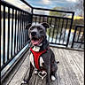 animal, canine, cloudy, deck, dog, fence, gray_dog, happy, harness, lake, leash, nature, outdoor, pet, sitting, sky, smiling, trees, water, wood