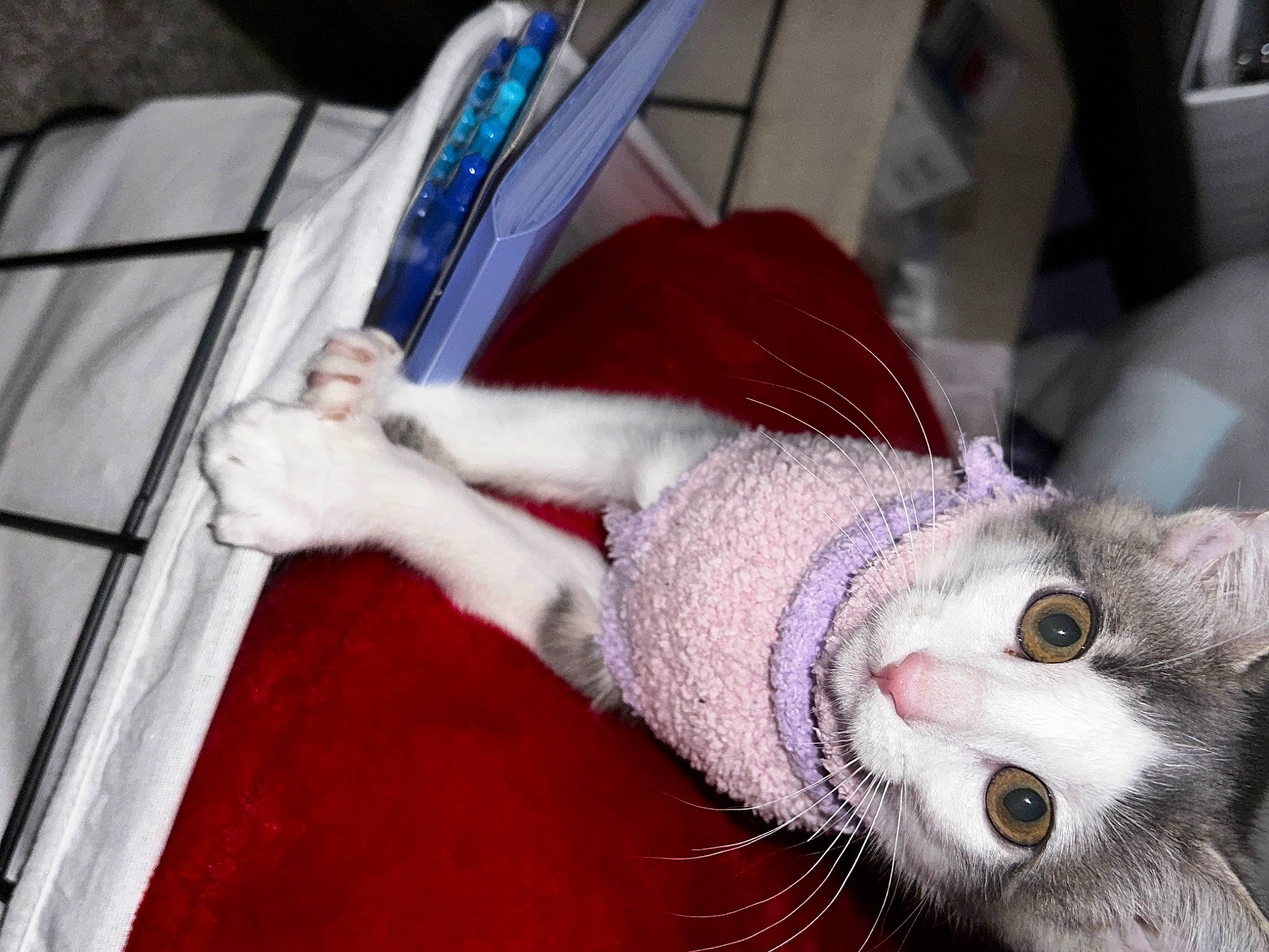 Frida is registered to the contest to win money with this photo: carnivore, cat, claw, domestic_short_haired_cat, electric_blue, felidae, fur, human_leg, nail, paw, small_to_medium_sized_cats, tail, whiskers