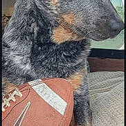 Bo is registered to the contest to win money with this photo: dog, football, blanket, window, indoor, pet, animal, fur, paw, alert, curious, seated, side_view, cozy, texture, orange, black, brown, outdoor_view, resting
