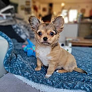 Abby participe au concours pour gagner de l'argent avec cette photo : puppy, dog, small_dog, cute, pet, indoors, blanket, blue_blanket, fur, ears, eyes, sitting, curious, home, furniture, cozy, carpet, animal, young, portrait