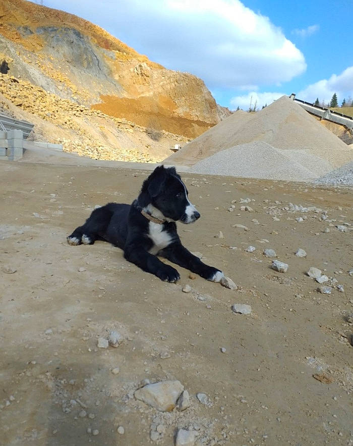 Rexie a rejoint le concours — aidez-le/la à gagner de superbes lots ! adventure, canidae, carnivore, cloud, dog, dog_breed, fell, hill, landscape, mountain, mountain_range, plateau, recreation, rock, sand, sky, slope, sporting_group, tail, working_animal