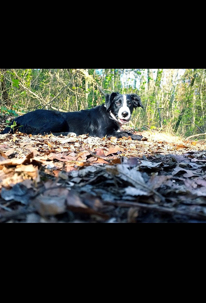 Rexie participe au concours pour gagner de l'argent avec cette photo : carnivore, companion_dog, darkness, dog, dog_breed, flash_photography, forest, grass, landscape, natural_landscape, plant, snout, sporting_group, terrestrial_animal, tints_and_shades, tree, water, whiskers, wood, working_animal