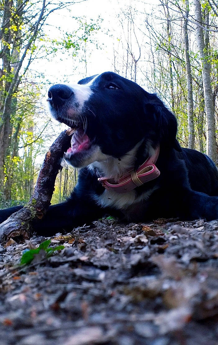 Rexie a rejoint le concours — aidez-le/la à gagner de superbes lots ! adventure, canidae, carnivore, companion_dog, dog, dog_breed, dog_collar, fang, fawn, grass, gun_dog, mammal, plant, retriever, sky, snout, sporting_group, tree, working_animal, yawn