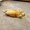 Arthur joined the competition — help win amazing prizes! animal, carpet, cat, comfort, cozy, cute, domestic_animal, feline, fluffy, fur, home_interior, indoor, lying_down, orange_tabby, pet_bed, pets, relaxed, resting, sleeping, wooden_furniture