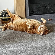 Arthur joined the competition — help win amazing prizes! animal, carpet, cat, cozy, cute, decor, fireplace, fur, furniture, globe, home, indoor, lazy, orange_tabby, paw, pet, relaxed, resting, sleeping, toy_mouse