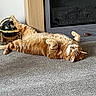 animal, carpet, cat, cozy, cute, decor, fireplace, fur, furniture, globe, home, indoor, lazy, orange_tabby, paw, pet, relaxed, resting, sleeping, toy_mouse