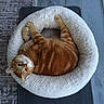 Arthur is registered to the contest to win money with this photo: cat, orange_tabby, pet_bed, fluffy, indoor, floor, carpet, wooden_floor, relaxed, cute, feline, cozy, curious, looking_up, resting, domestic_animal, animal, fur, whiskers, ears