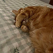 Arthur is registered to the contest to win money with this photo: cat, orange_cat, pet, sleeping, paw, bedspread, checkered, indoor, cozy, feline, cute, resting, animal, fur, domestic_animal, whiskers, relaxing, bedroom, soft, hidden_face