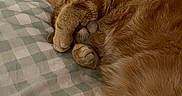 Arthur is registered to the contest to win money with this photo: animal, bedroom, bedspread, cat, checkered, cozy, cute, domestic_animal, feline, fur, hidden_face, indoor, orange_cat, paw, pet, relaxing, resting, sleeping, soft, whiskers