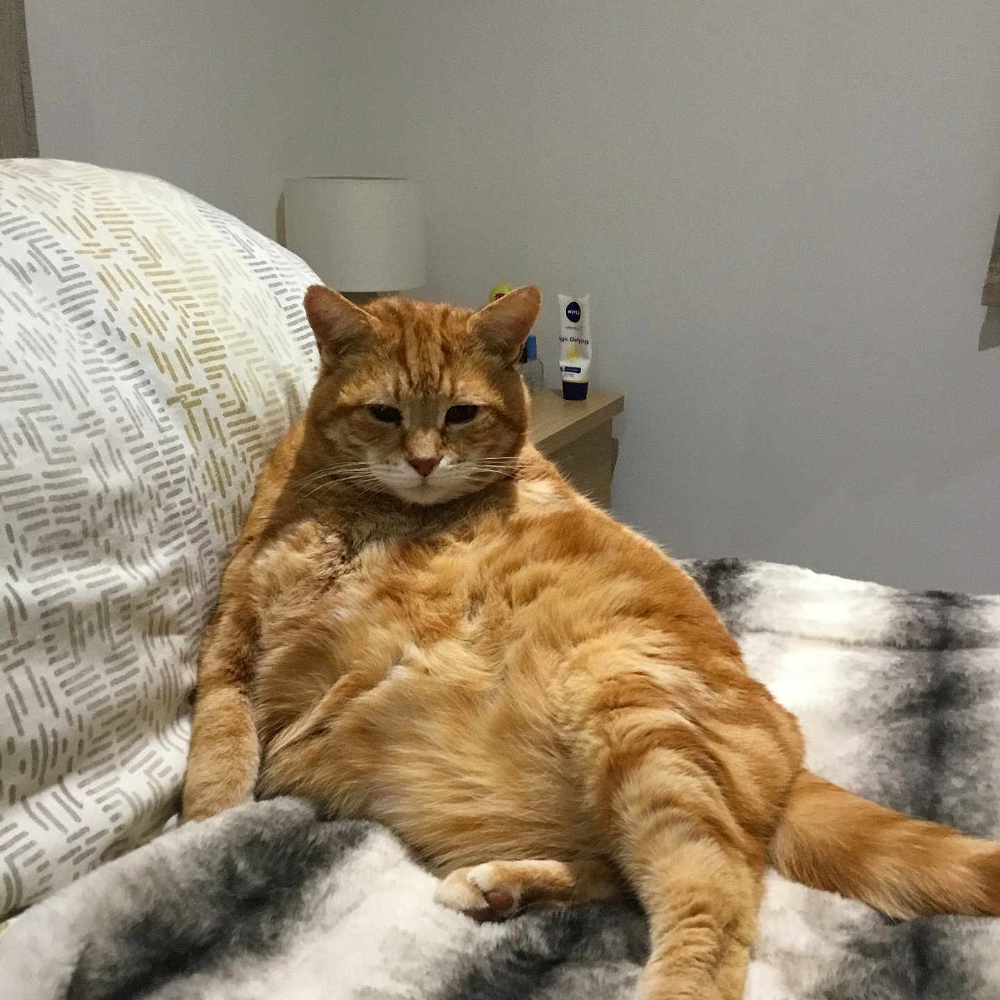 Arthur is registered to the contest to win money with this photo: cat, orange_tabby, pet, feline, bed, blanket, indoor, relaxed, lazy, fur, animal, sleepy, cozy, resting, cute, domestic, comfort, whiskers, pillow, home