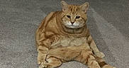 Arthur is registered to the contest to win money with this photo: cat, orange_tabby, sitting, carpet, indoor, pet, feline, relaxed, chubby, animal, cute, looking_at_camera, fur, whiskers, ears, tail, home, funny_pose, domestic, mammal