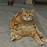 cat, orange_tabby, sitting, carpet, indoor, pet, feline, relaxed, chubby, animal, cute, looking_at_camera, fur, whiskers, ears, tail, home, funny_pose, domestic, mammal