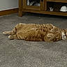 Arthur joined the competition — help win amazing prizes! cat, orange_tabby, carpet, lying_down, relaxed, indoor, wooden_cabinet, furniture, pet, cute, fur, whiskers, paws, home, mammal, sleepy, domestic_cat, floor, resting, cozy