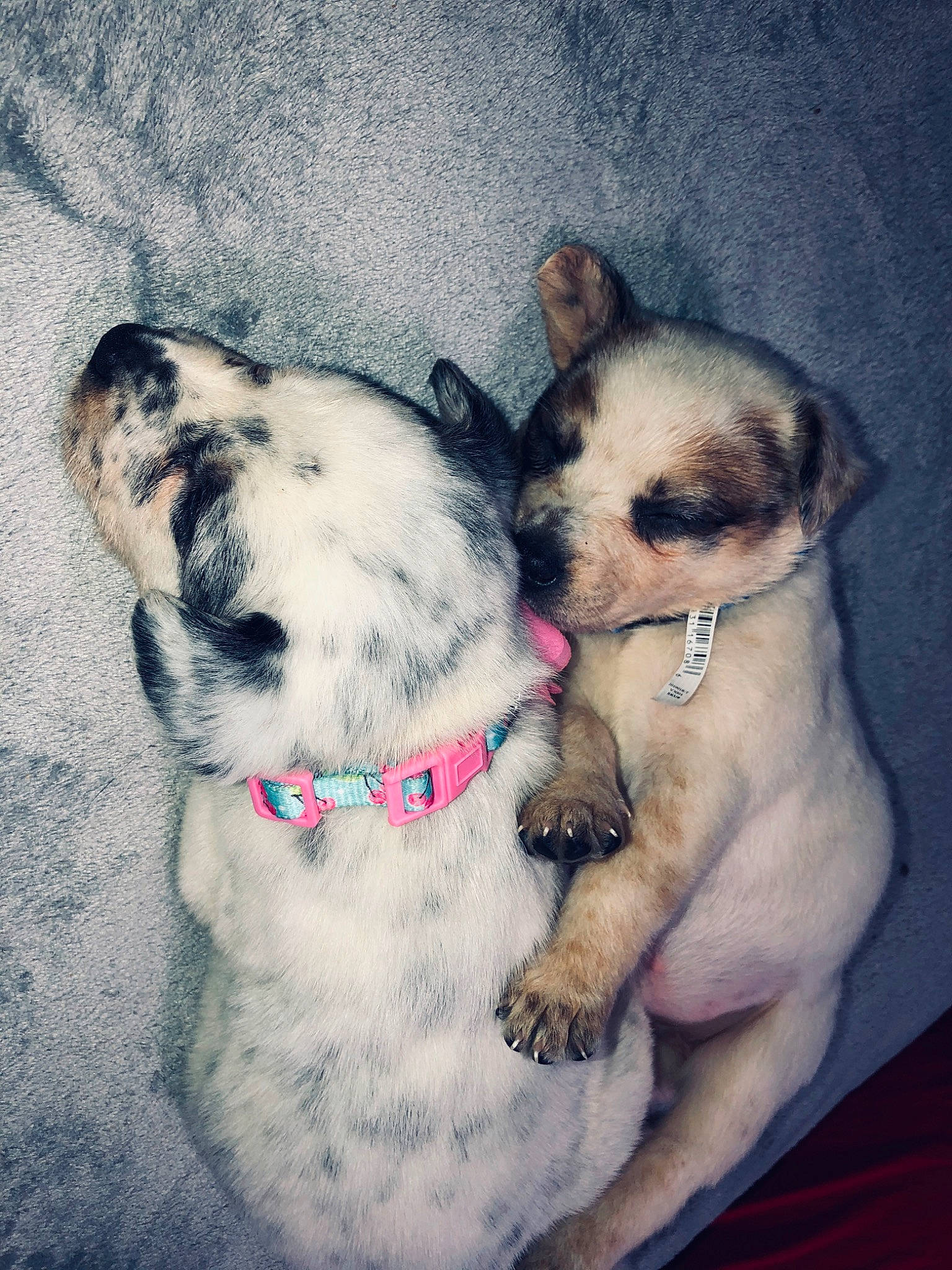 Winter joined the competition — help win amazing prizes! canidae, carnivore, companion_dog, dog, dog_breed, ear, love, mammal, nose, puppy, puppy_love, skin, toy_dog