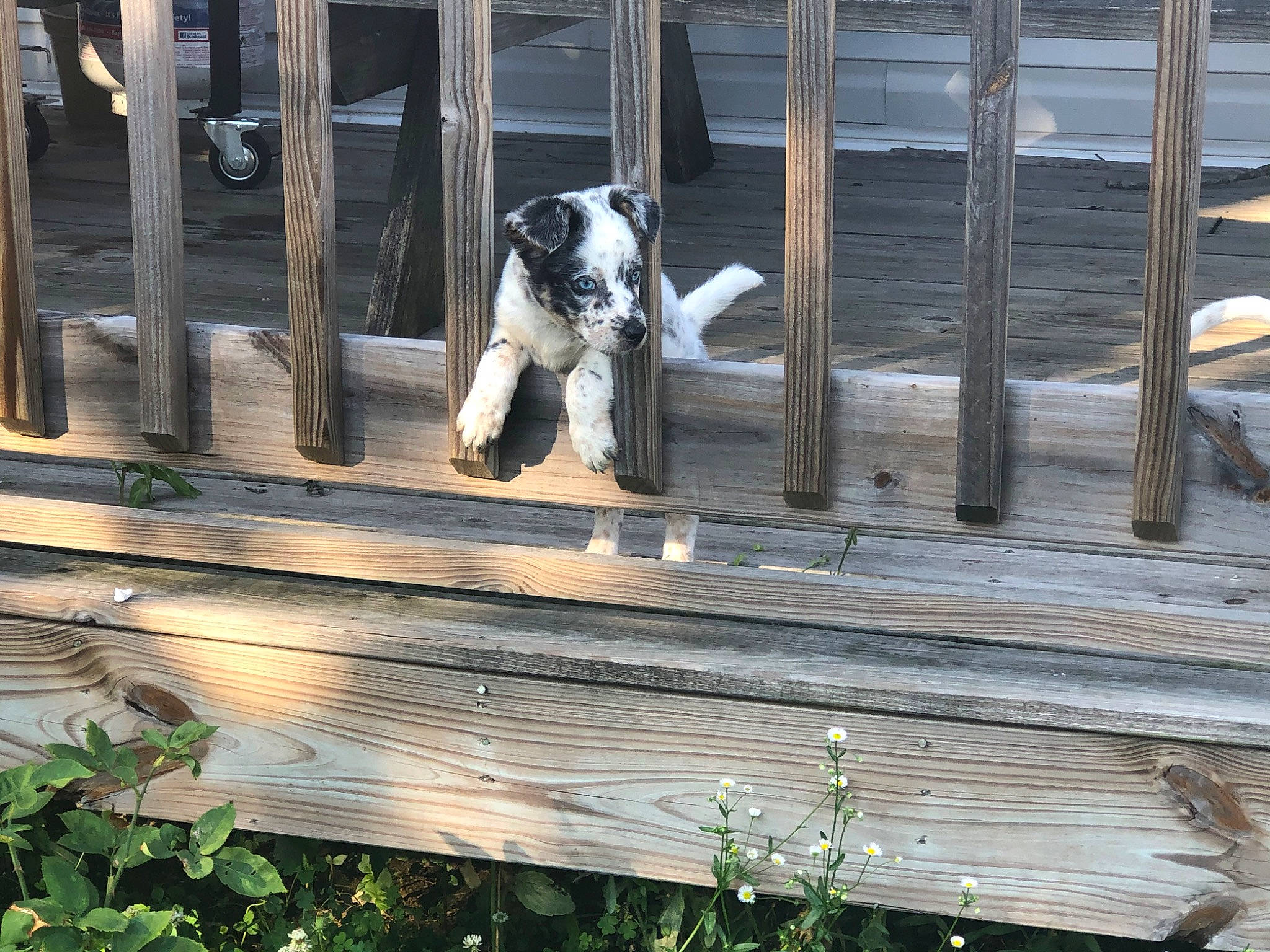 Winter is registered to the contest to win money with this photo: canidae, carnivore, companion_dog, dog, dog_breed, fence, sporting_group, wood