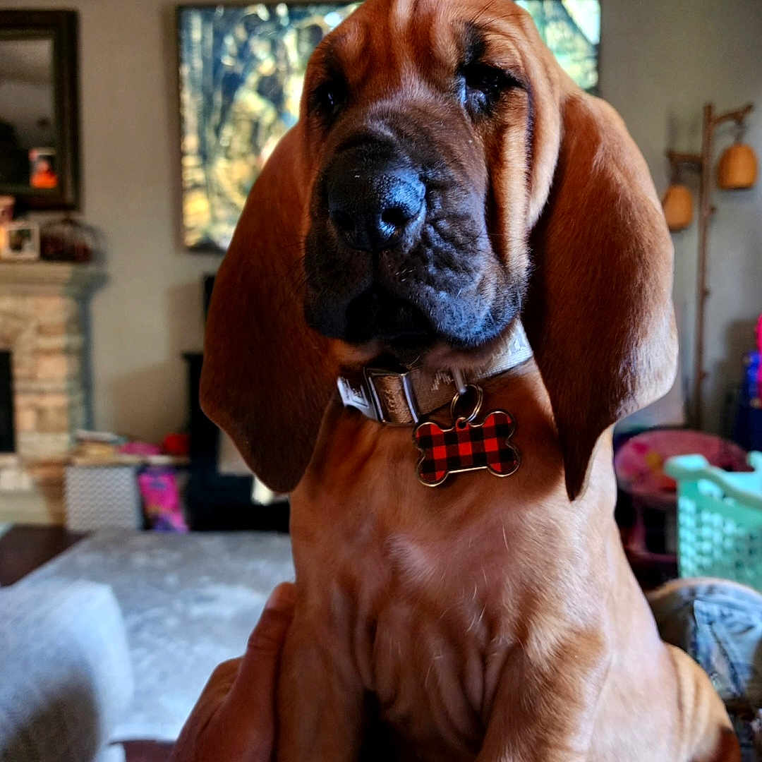 Mavis Yvonne joined the competition — help win amazing prizes! animal, bloodhound, brown, close_up, collar, companion, cute, dog, domestic_animal, ears, face, fur, household, indoor, mammal, pet, puppy, sitting, wrinkles, young