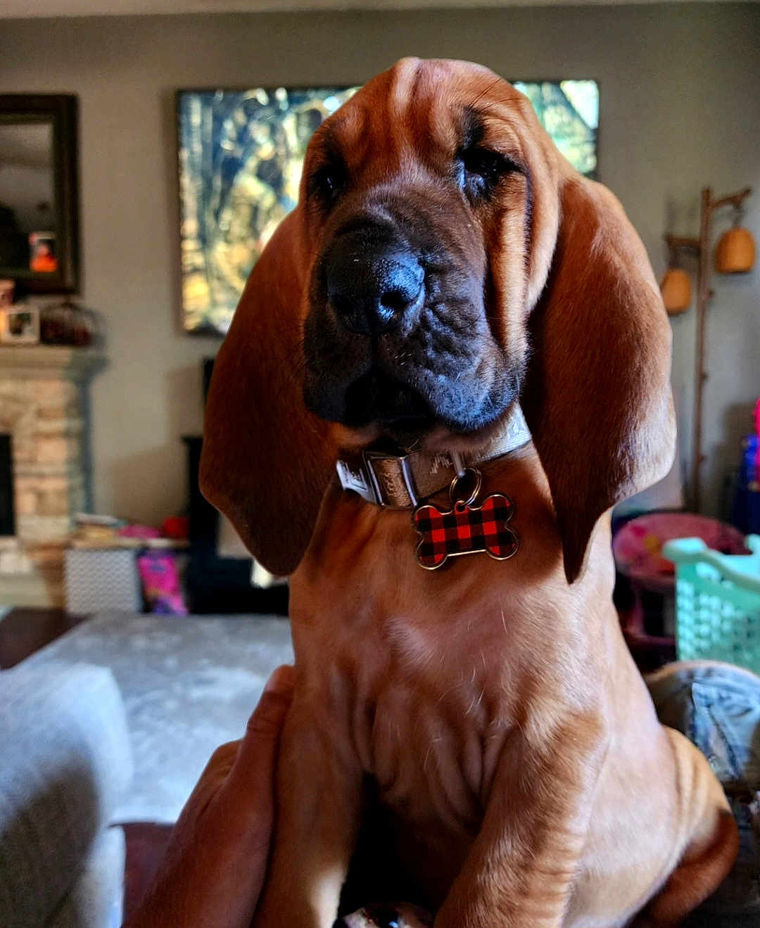 Mavis Yvonne joined the competition — help win amazing prizes! dog, puppy, bloodhound, pet, collar, indoor, brown, ears, wrinkles, close_up, animal, cute, young, face, sitting, domestic_animal, fur, mammal, companion, household