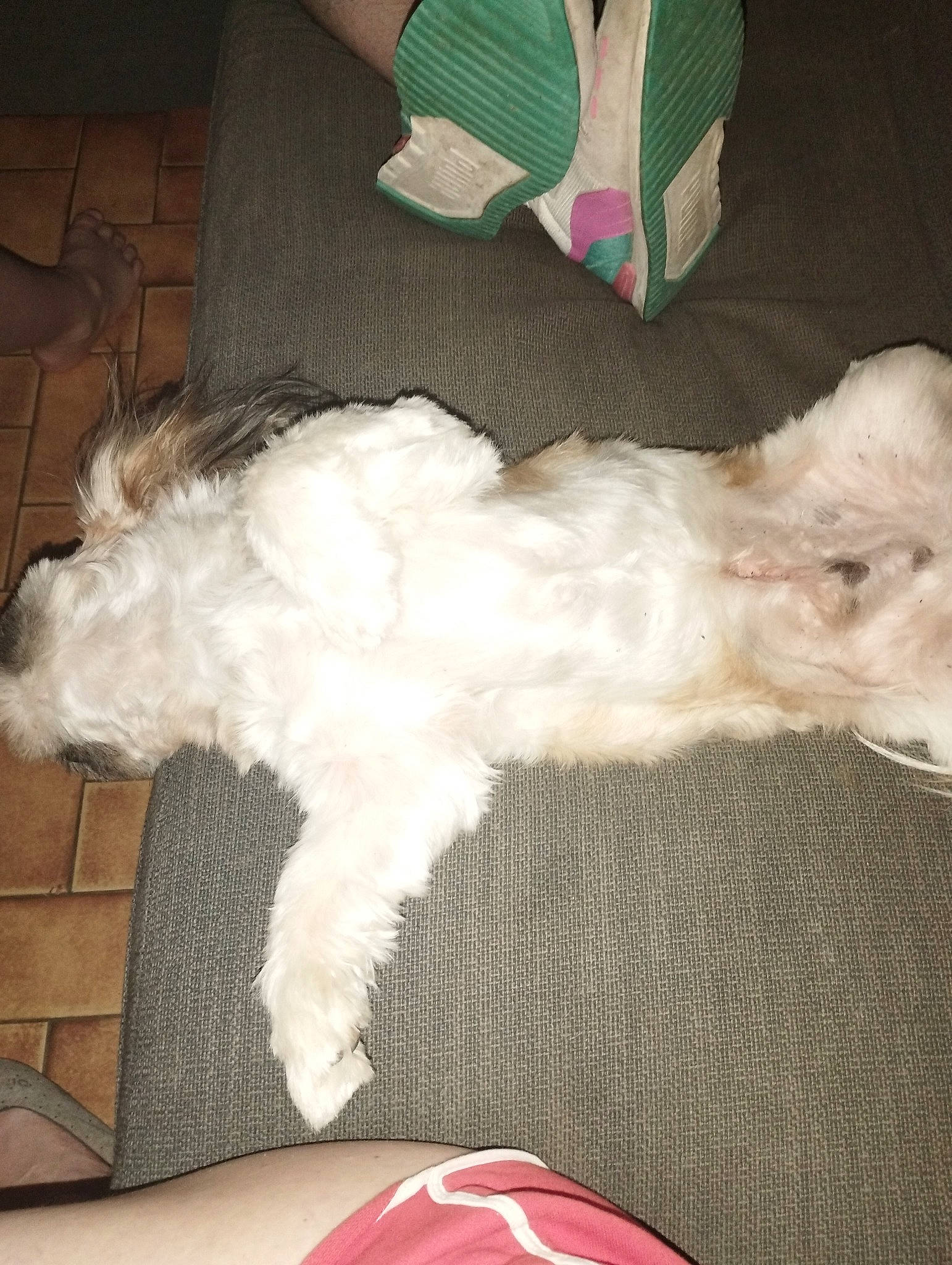 Sisu a rejoint le concours — aidez-le/la à gagner de superbes lots ! bag, bow_tie, canidae, carnivore, comfort, companion_dog, dog, dog_breed, dog_supply, fur, labradoodle, maltepoo, paw, small_terrier, sporting_group, sunglasses, tail, terrier, toy_dog, working_animal