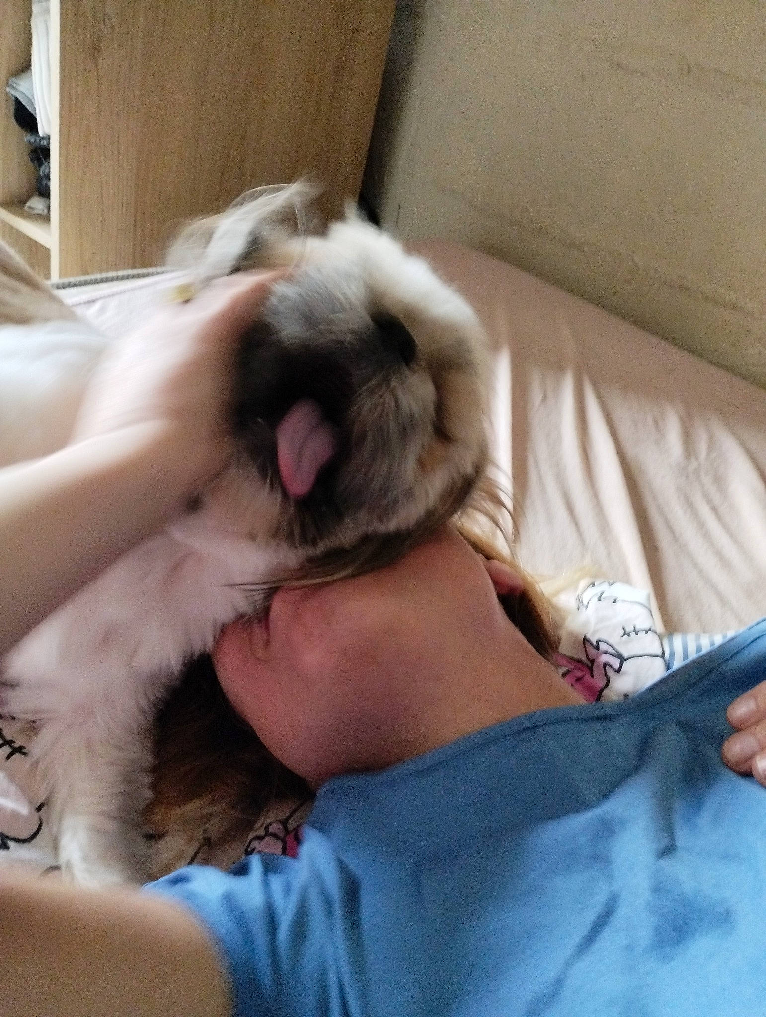 Sisu participe au concours pour gagner de l'argent avec cette photo : canidae, carnivore, comfort, companion_dog, dog, dog_breed, ear, elbow, fawn, felidae, fur, gesture, nap, paw, small_to_medium_sized_cats, snout, sporting_group, toy_dog, whiskers, working_animal