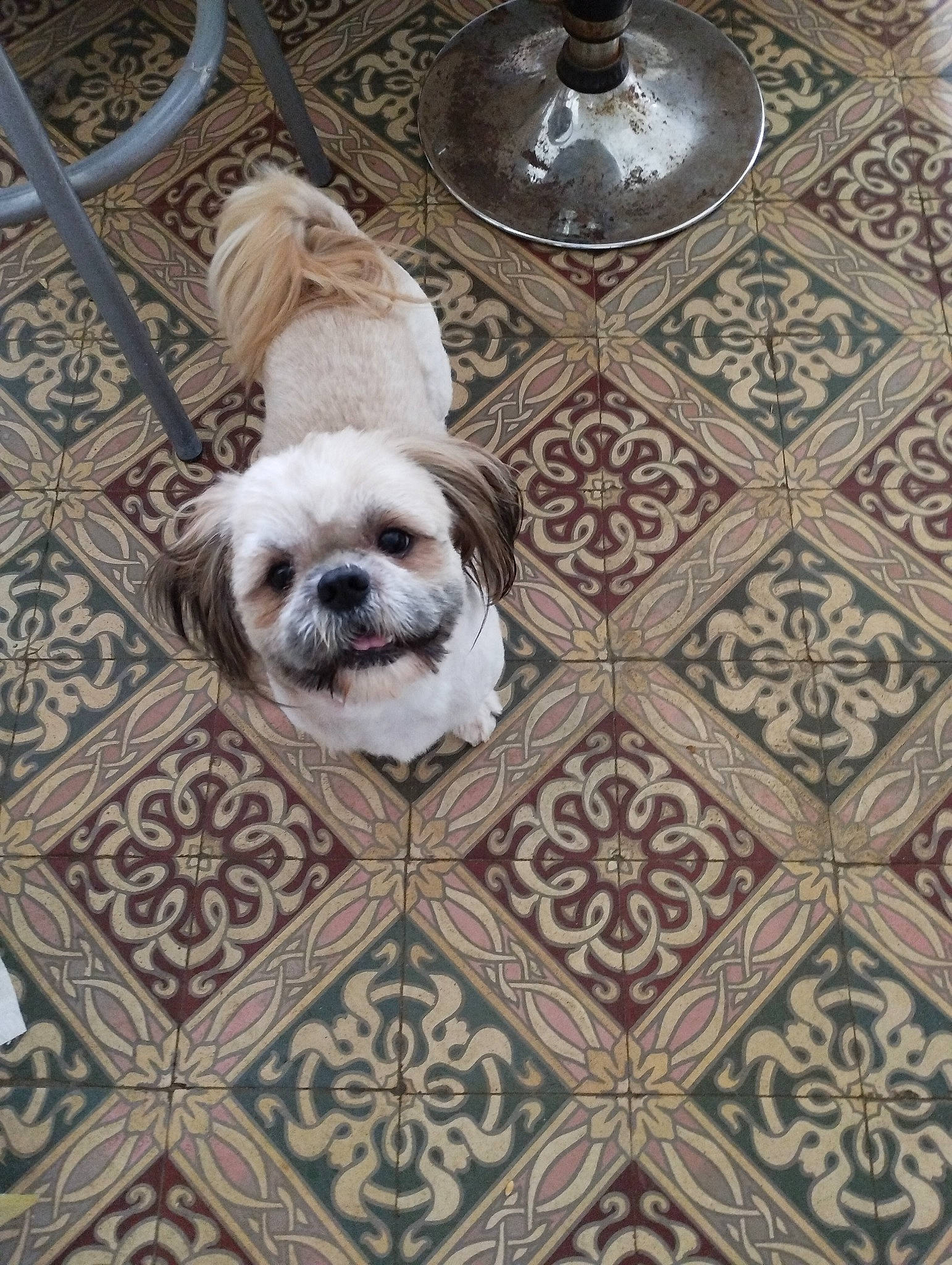 Sisu a rejoint le concours — aidez-le/la à gagner de superbes lots ! canidae, carnivore, companion_dog, dog, dog_breed, flooring, fur, grey, liver, mal_shi, maltepoo, pattern, serveware, shih_tzu, small_terrier, sporting_group, terrier, toy_dog, wood, working_animal