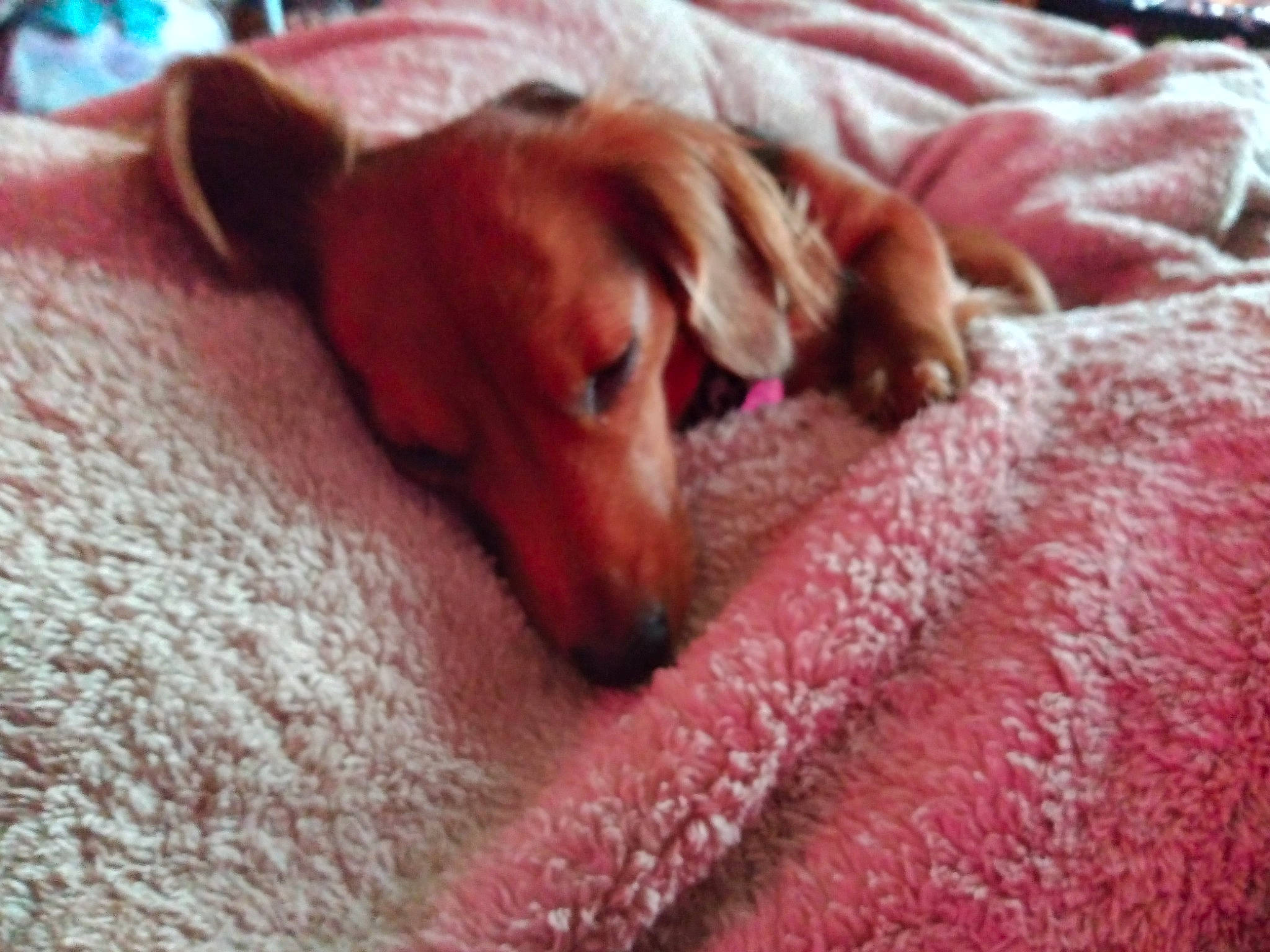 Twix is registered to the contest to win money with this photo: bedtime, canidae, carnivore, comfort, companion_dog, dog, dog_breed, fawn, fur, linens, liver, magenta, snout, sporting_group, terrestrial_animal, working_animal