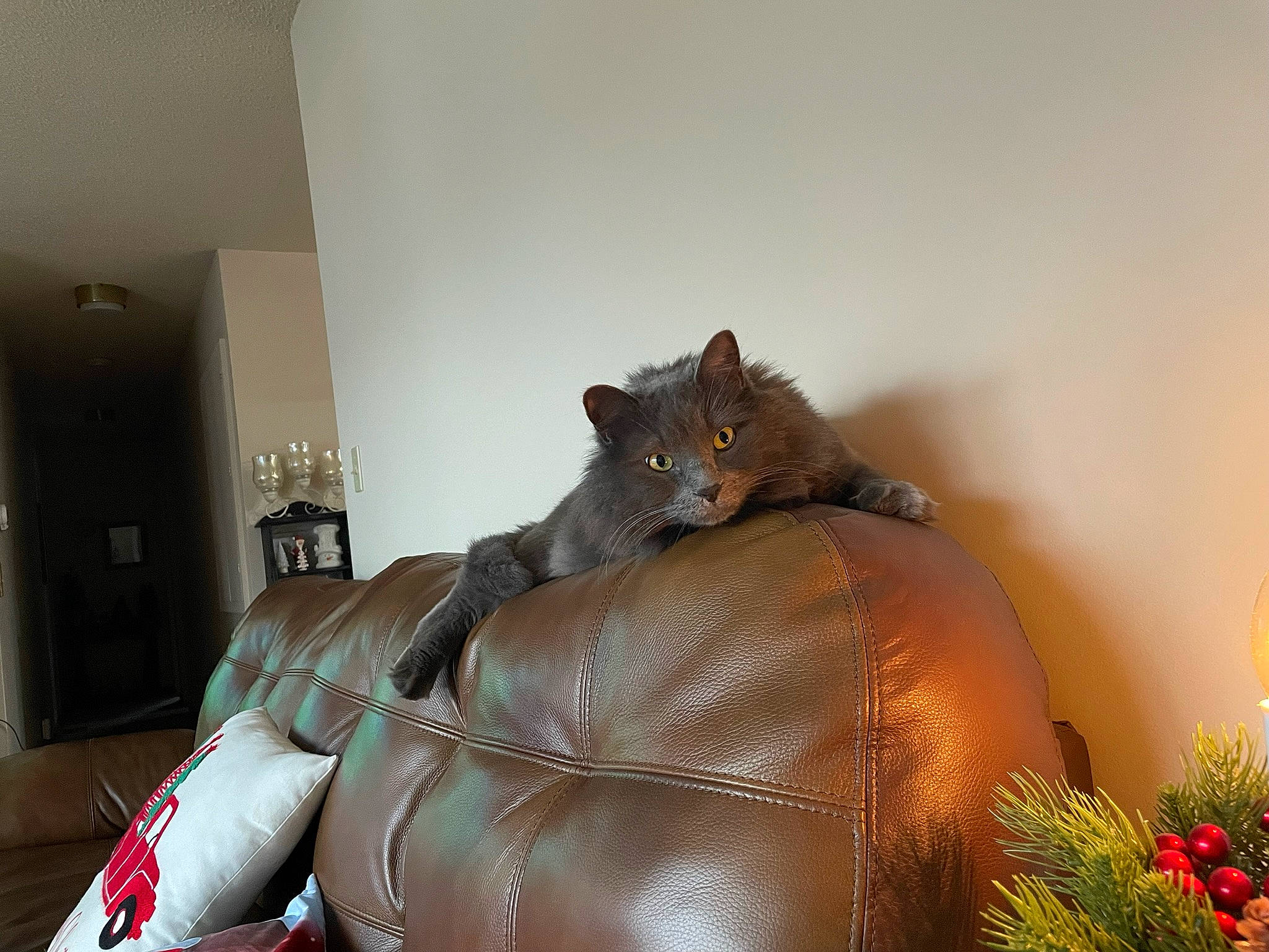 Smokey is registered to the contest to win money with this photo: brown, carmine, carnivore, comfort, door, fawn, felidae, flooring, fur, hardwood, leather, liver, living_room, metal, plant, room, small_to_medium_sized_cats, terrestrial_animal, whiskers, wood