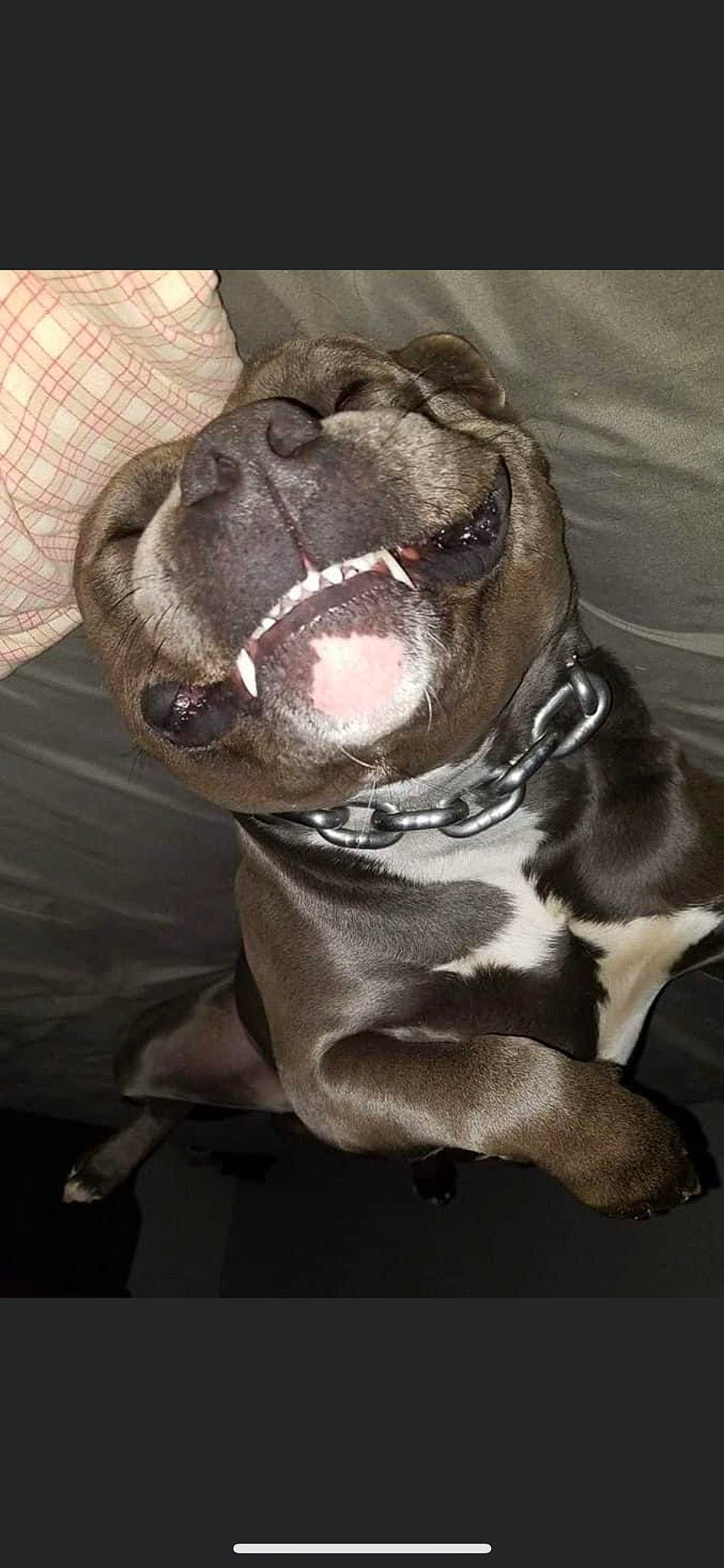 Ziggy joined the competition — help win amazing prizes! bulldog, canidae, carnivore, collar, companion_dog, dog, dog_breed, dog_collar, fawn, fur, guard_dog, liver, molosser, snout, sporting_group, toy_dog, whiskers, working_animal, working_dog, wrinkle