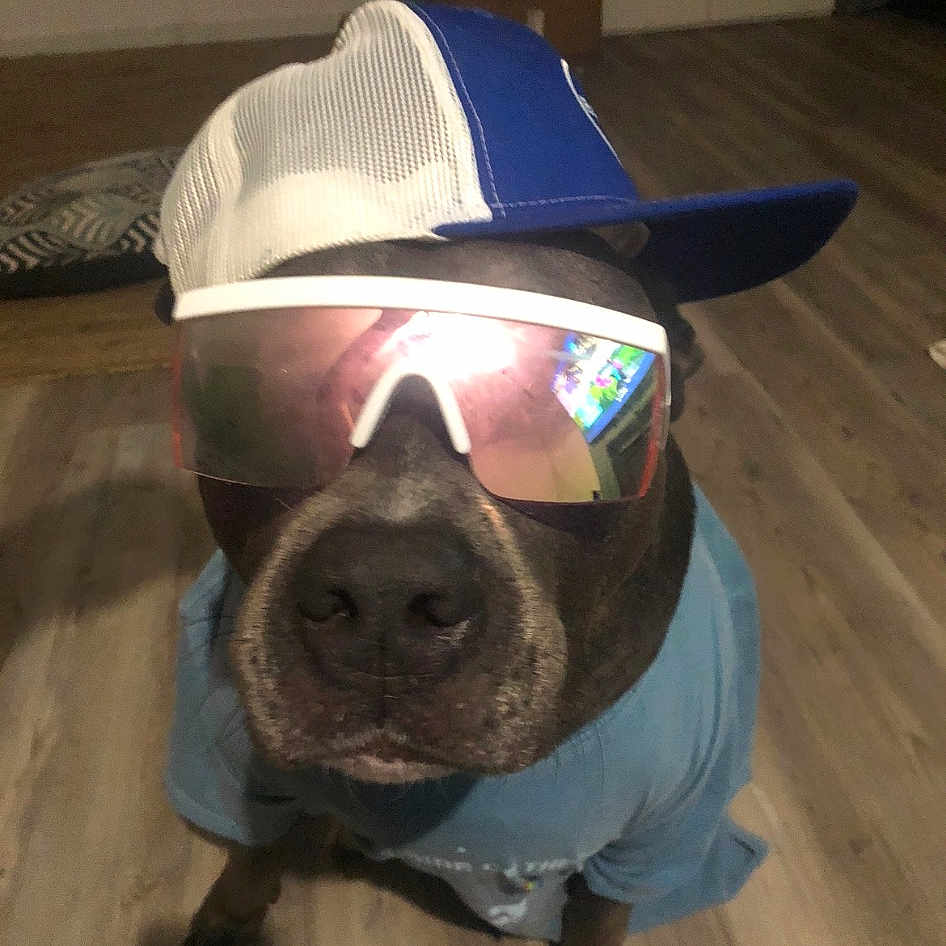 Ziggy joined the competition — help win amazing prizes! carnivore, companion_dog, dog, dog_breed, ear, eyewear, fawn, fedora, glasses, hat, head, jaw, party_hat, personal_protective_equipment, pet_supply, snout, sunglasses, whiskers, window, working_animal