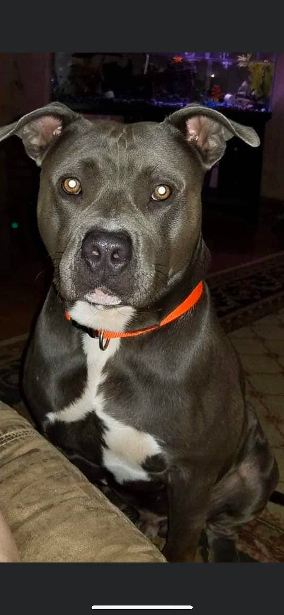 Ziggy is registered to the contest to win money with this photo: carnivore, collar, companion_dog, dog, dog_breed, dog_collar, ear, fawn, fur, guard_dog, non_sporting_group, pet_supply, snout, sporting_group, whiskers, working_animal, working_dog